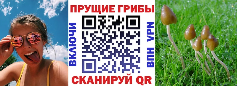 Галлюциногенные грибы Psilocybe Зуевка
